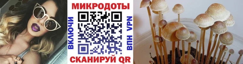 что такое   Сясьстрой  Псилоцибиновые грибы Cubensis 